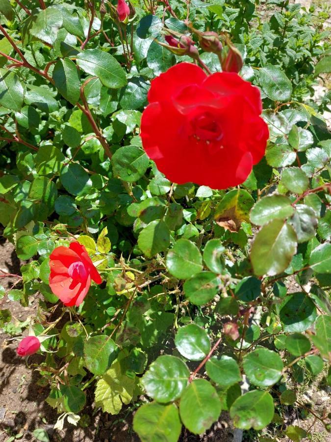 Casa Das Rosas Villa Sintra Esterno foto