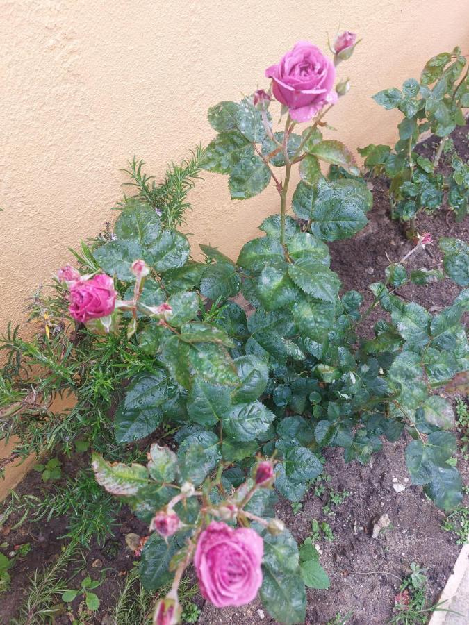 Casa Das Rosas Villa Sintra Esterno foto